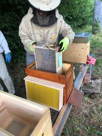 Bienen des Kunstschwarms in den Ablegerkasten schütteln